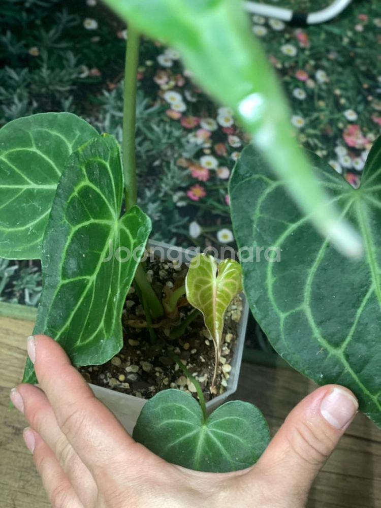 안스리움 델타리 테줄라 대품--1