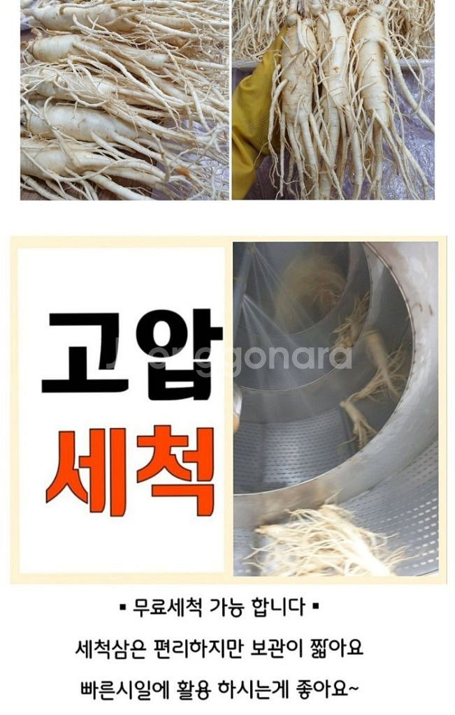 퐁기인삼 6년근 수삼을 특별할인판매합니다--7
