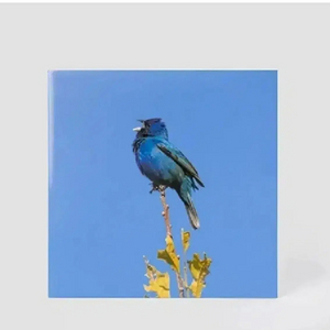 윤지영 lp 파랑새 Blue bird [미개봉 택포]