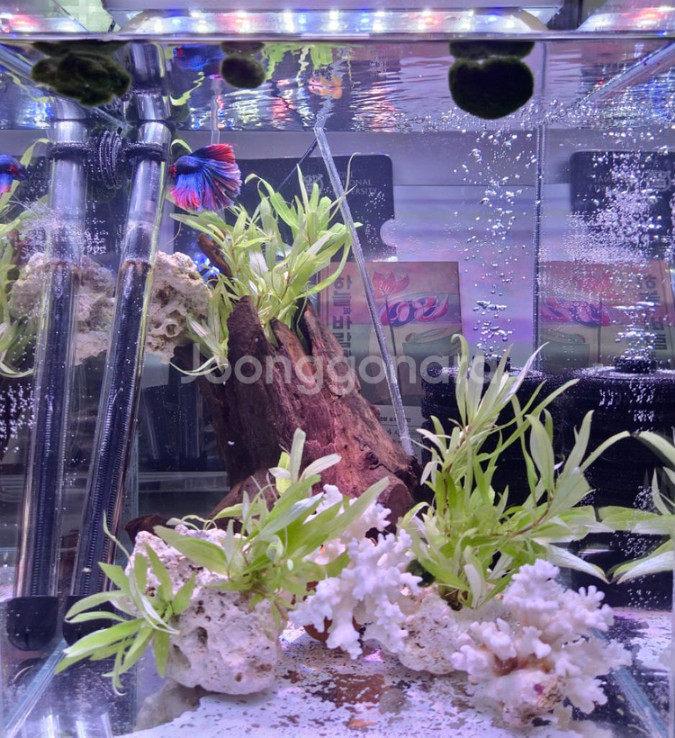 30하이큐브 어항 일괄세트--1