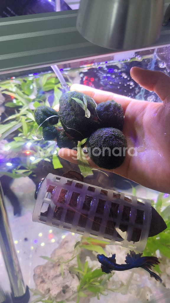 30하이큐브 어항 일괄세트--4