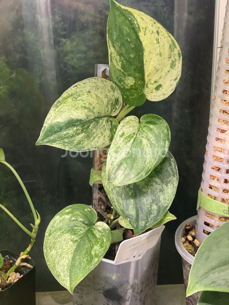 스킨답서스 크림브륄레--1