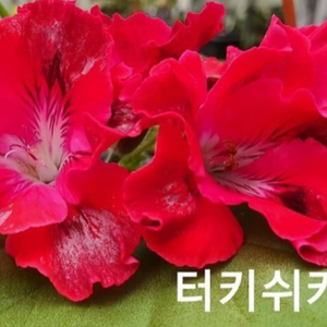 제라늄 4종