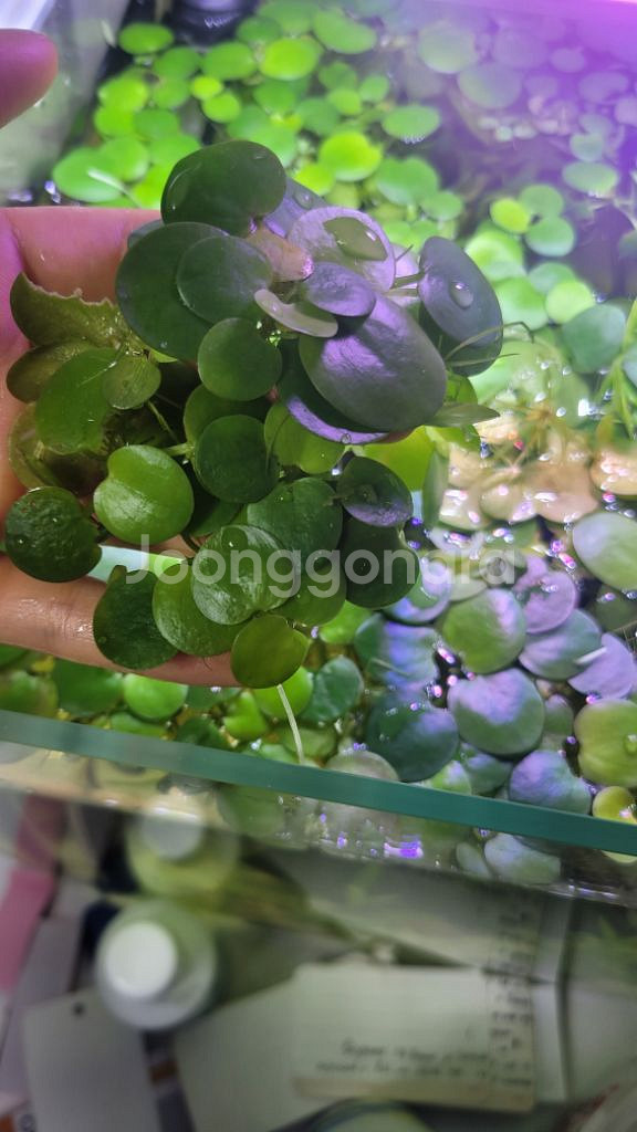 아마존프로그비트 부상수초--2