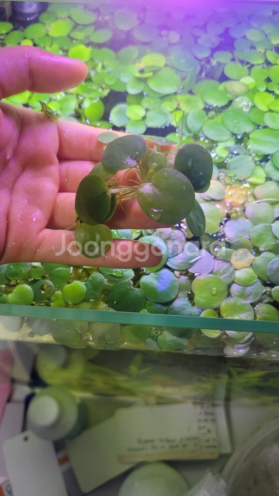 아마존프로그비트 부상수초--3