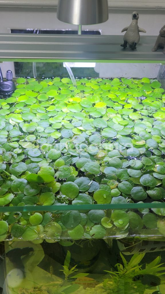 아마존프로그비트 부상수초--0