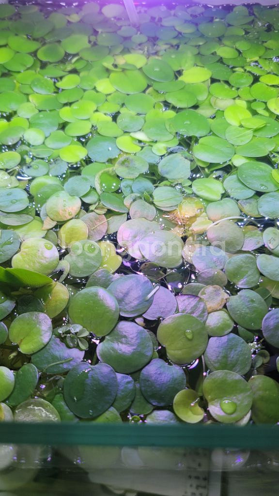 아마존프로그비트 부상수초--1