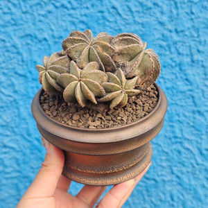 아즈테키움 힌토니(추롱/아프리카식물/코덱스)