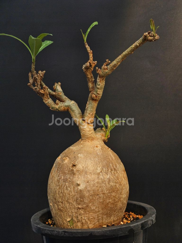 아데니움 소말렌스 중품 (아프리카식물/코덱스)--2