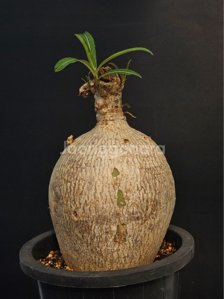 아데니움 소말렌스 중품 (아프리카식물/코덱스)--1