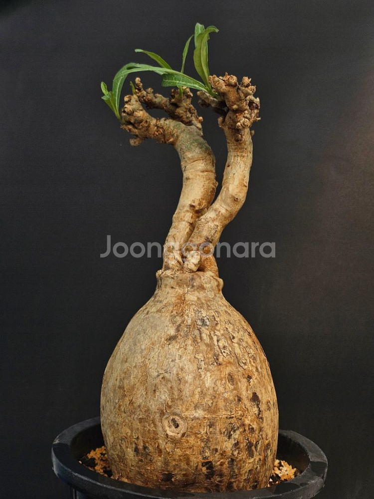 아데니움 소말렌스 중품 (아프리카식물/코덱스)--4