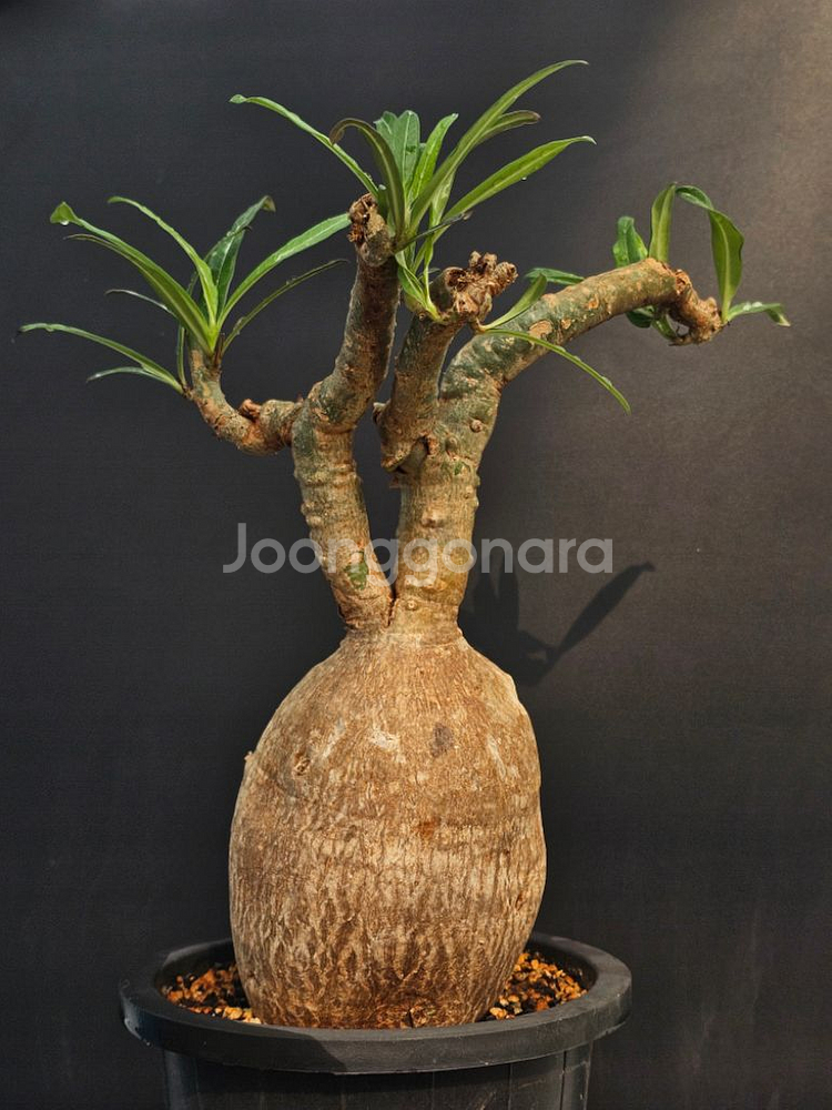 아데니움 소말렌스 중품 (아프리카식물/코덱스)--3