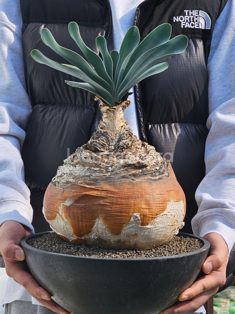 아프리카식물 코덱스 대품스페셜1--0