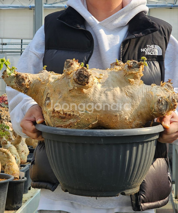 아프리카식물 코덱스 대품스페셜1--5