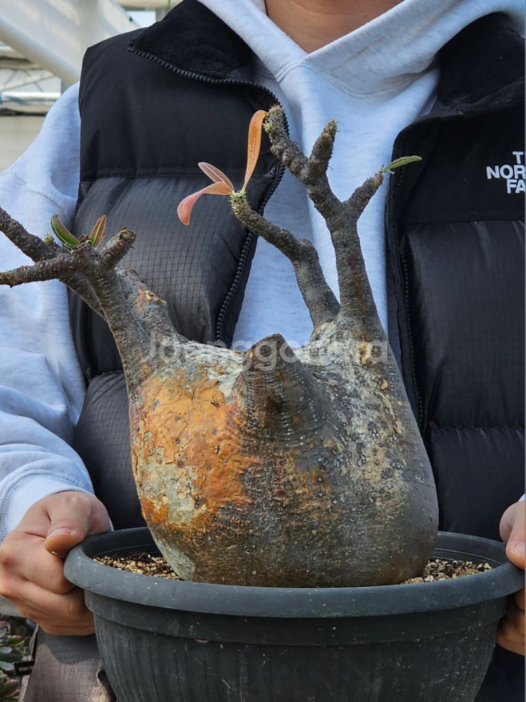 아프리카식물 코덱스 대품스페셜1--3