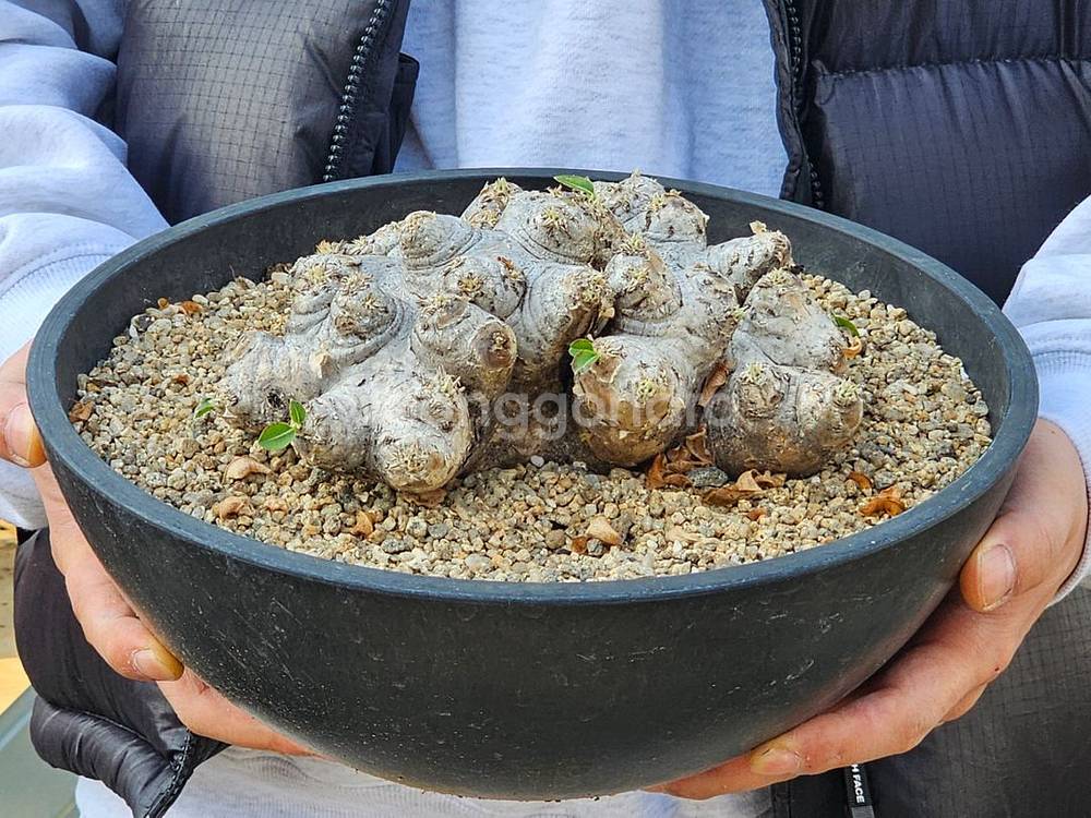 아프리카식물 코덱스 대품스페셜1--1