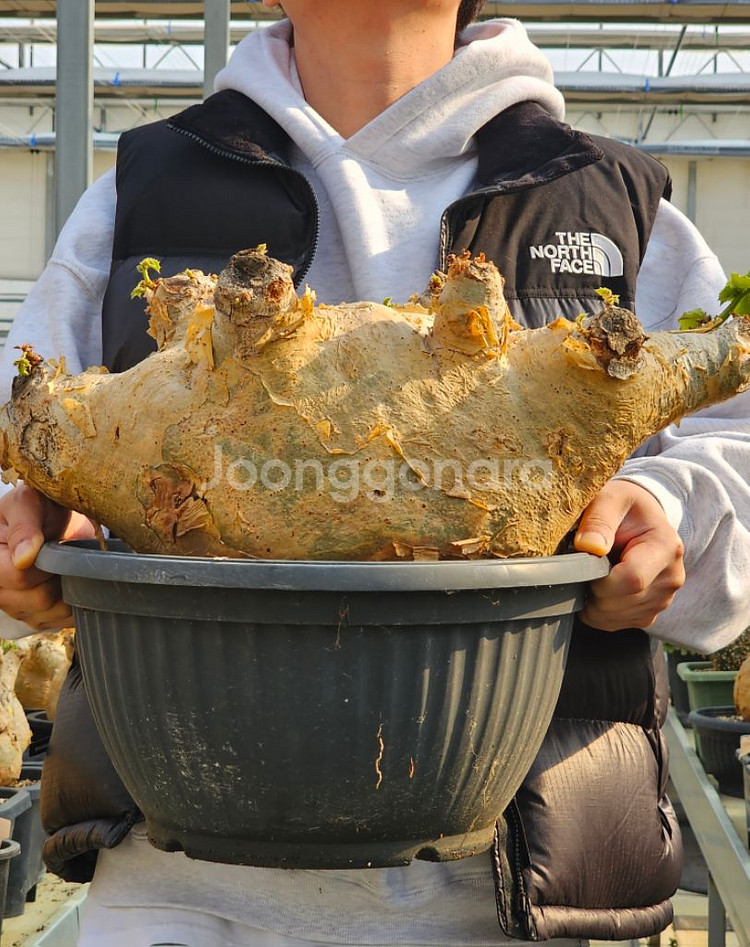 아프리카식물 코덱스 대품스페셜1--4