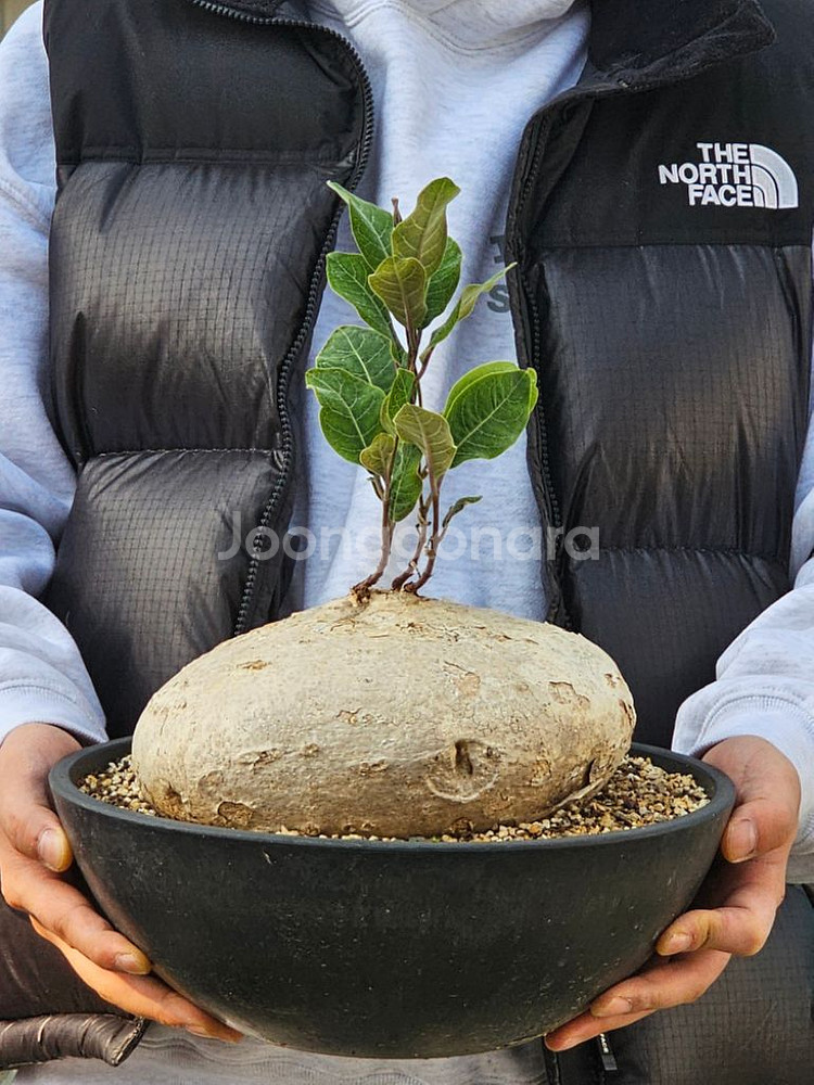 아프리카식물 코덱스 대품스페셜1--2