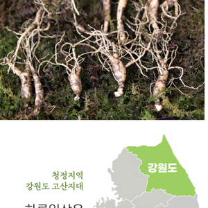 산양산삼 7. 8년산 5뿌리 2등급 3뿌리