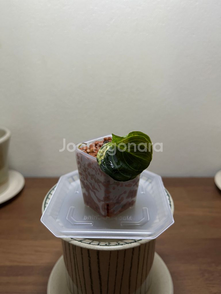 순화된 멜라노크리섬 바리에가타--0