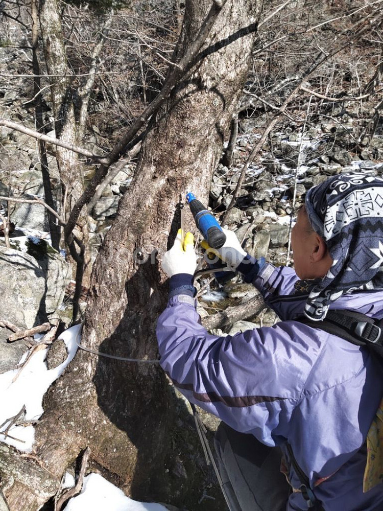 지리산 고로쇠 깊은산 채취판매!--4
