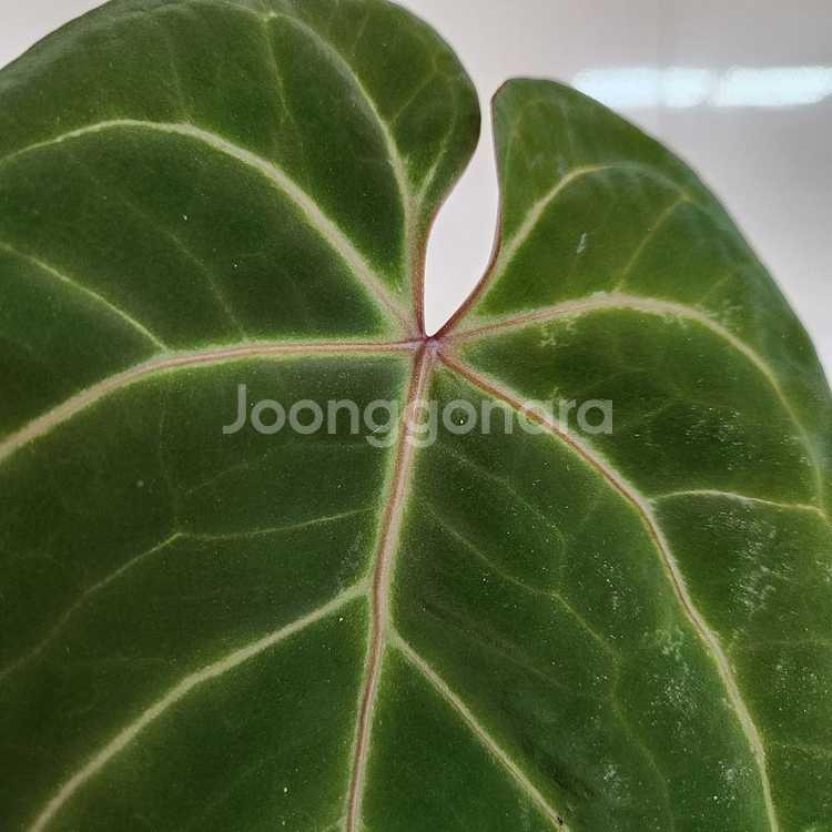 안스리움 다크마마 하이브리드--4