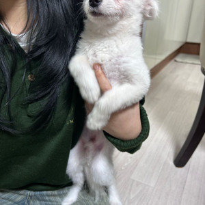 대전 한숲아파트 근처에서 강아지 잃어 버리신 분