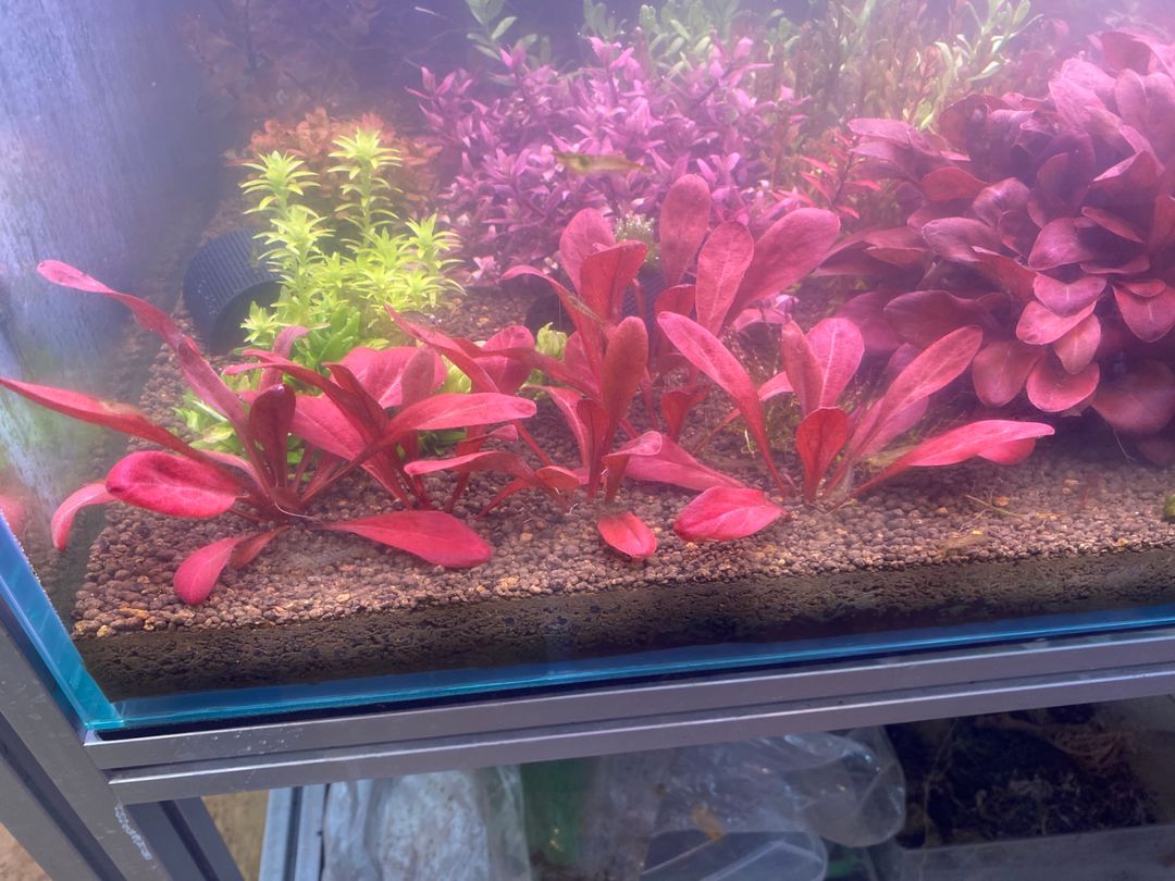 어항 수초 사모루스 파르비프로루스 레드 | 중고나라 - 안심되는 중고거래