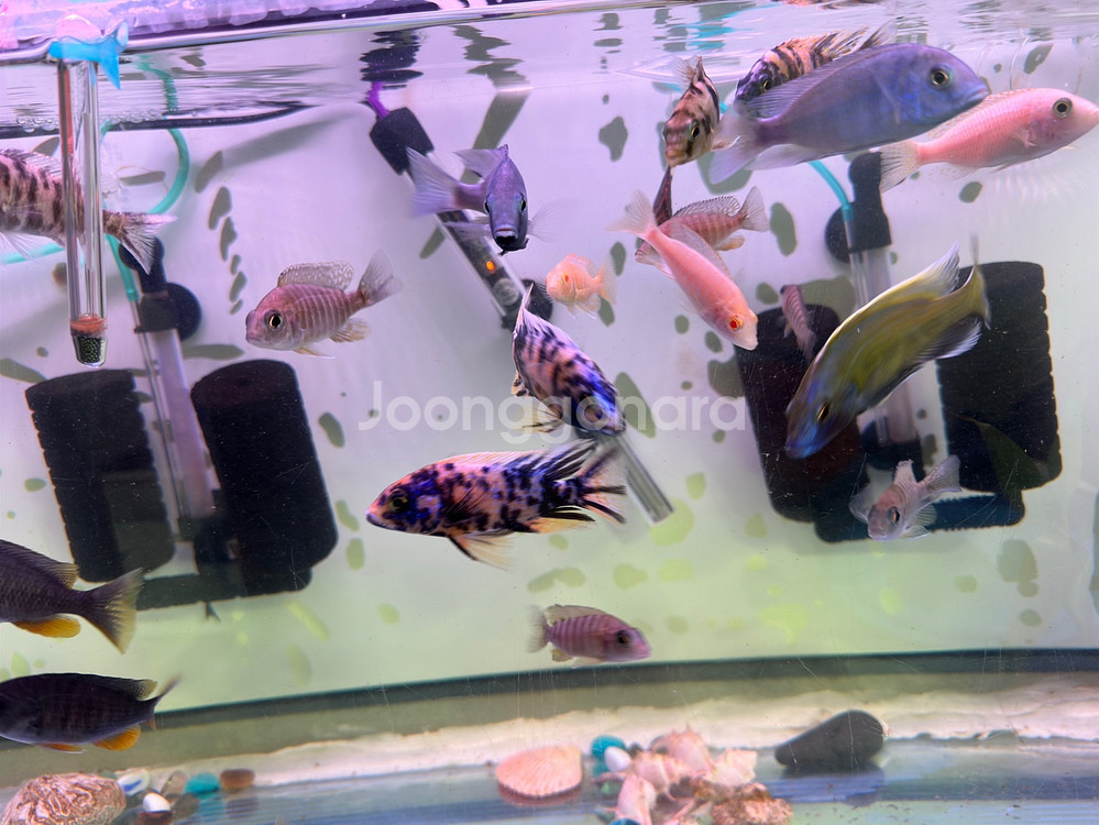 2자어항 3자어항 어항필터(EHAIM) 받침대 관상어--1