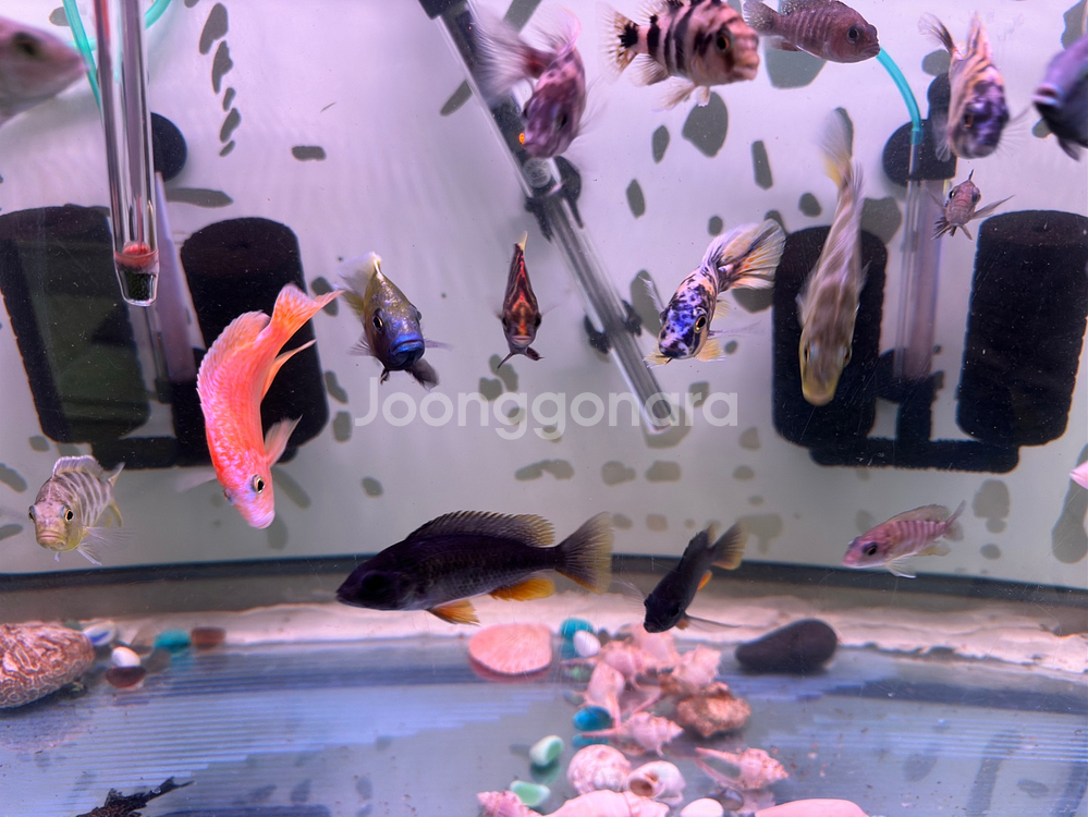 2자어항 3자어항 어항필터(EHAIM) 받침대 관상어--2