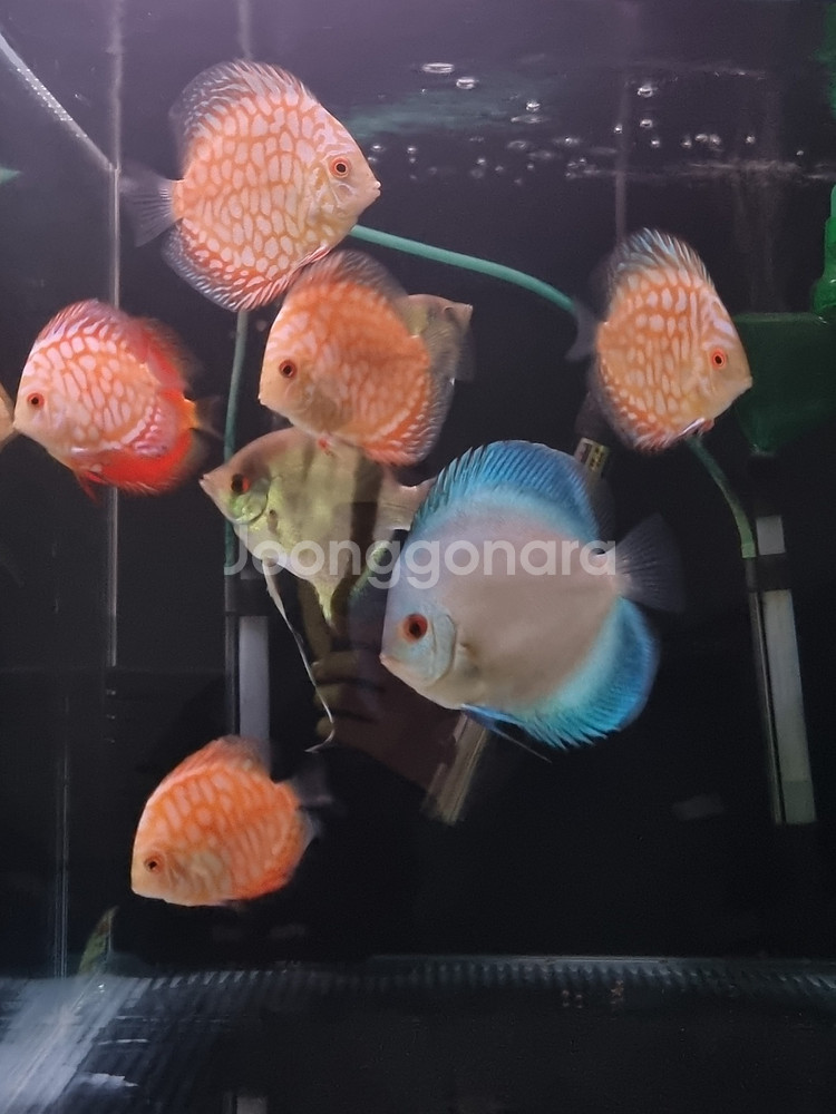 2자어항 3자어항 어항필터(EHAIM) 받침대 관상어--7