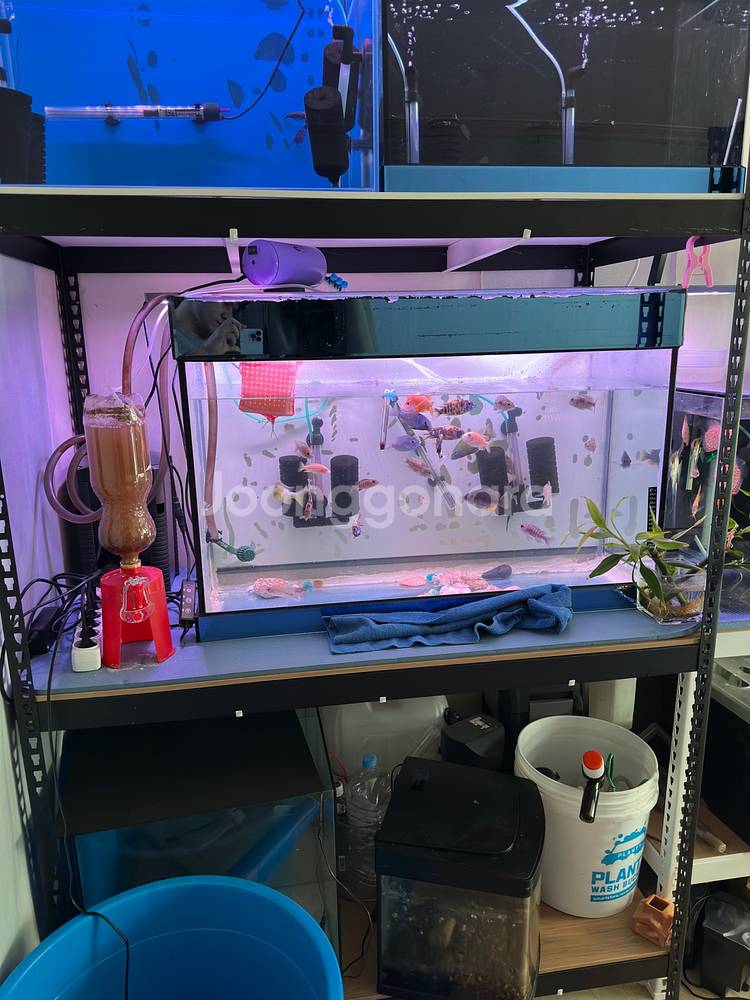 2자어항 3자어항 어항필터(EHAIM) 받침대 관상어--5