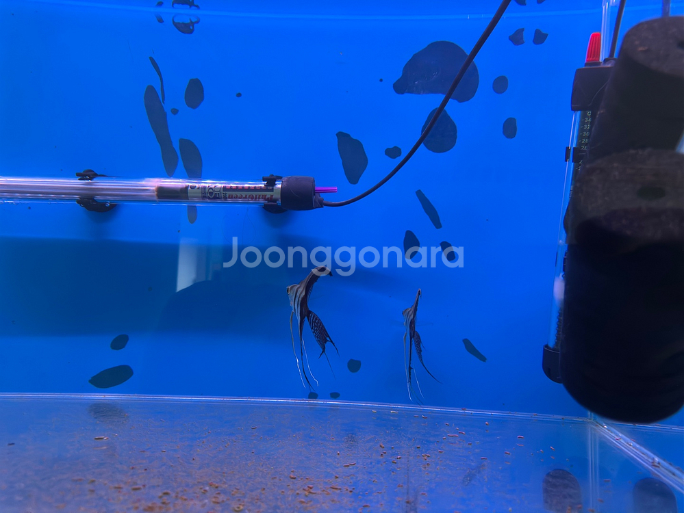 2자어항 3자어항 어항필터(EHAIM) 받침대 관상어--4