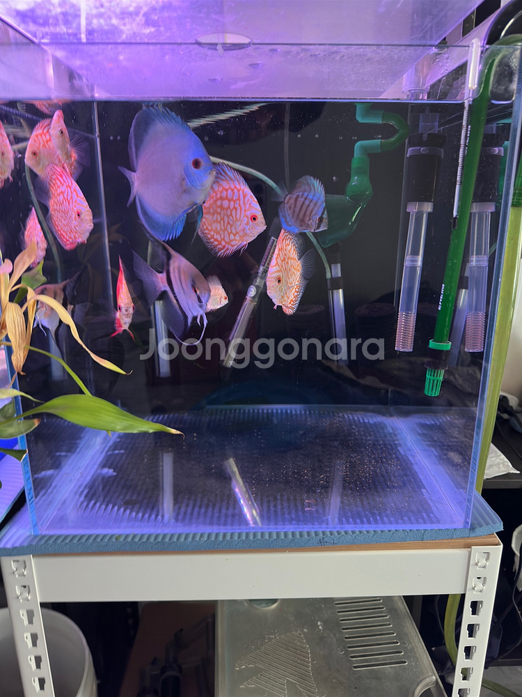 2자어항 3자어항 어항필터(EHAIM) 받침대 관상어--6