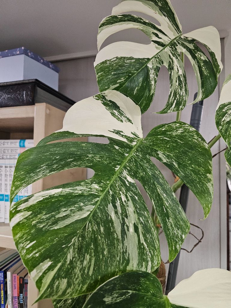 알보몬스톄라 19장 대품 풀산반--2