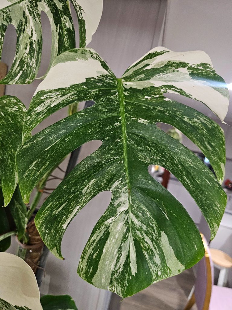 알보몬스톄라 19장 대품 풀산반--1