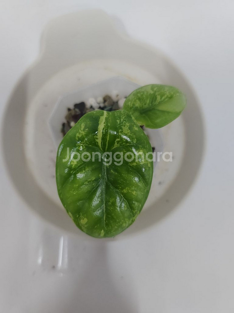 알로카시아 시누아타 화이트 바리에가타--1