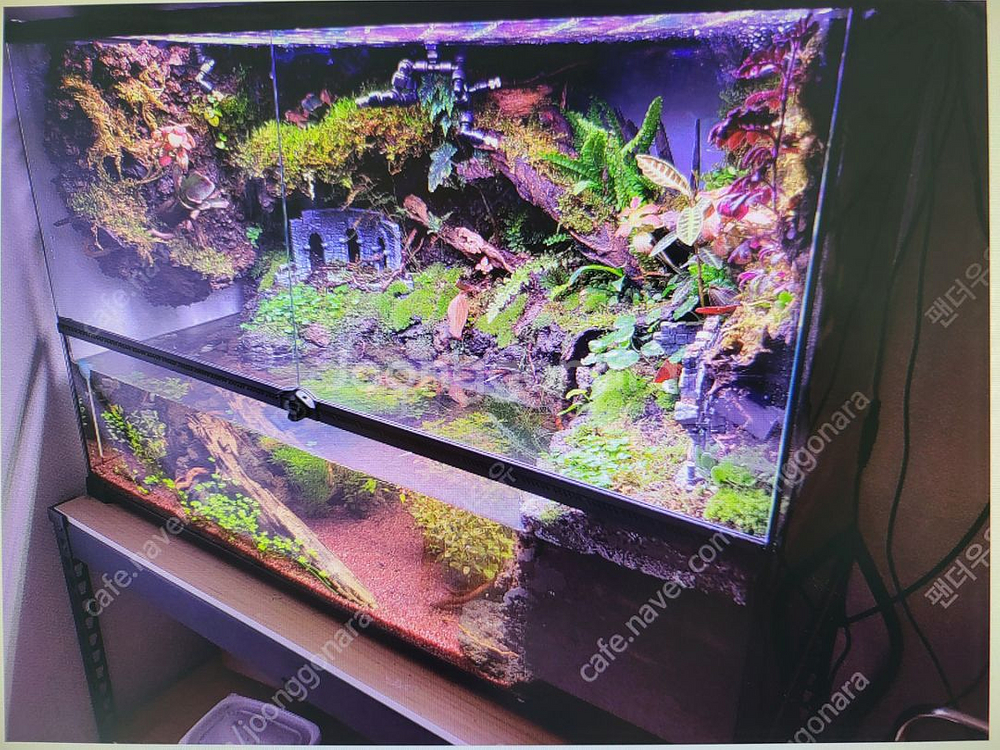 삽니다) 팔루다리움 가로 60이상 정말 이쁘게 꾸며놓은--1