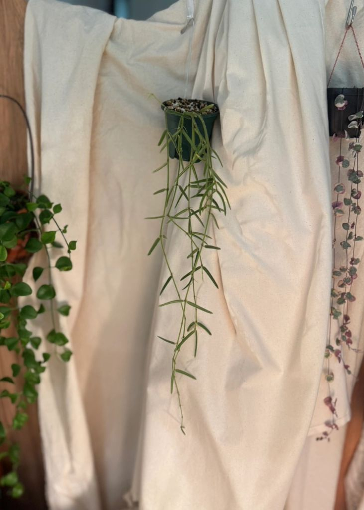 호야 리네아리스--2