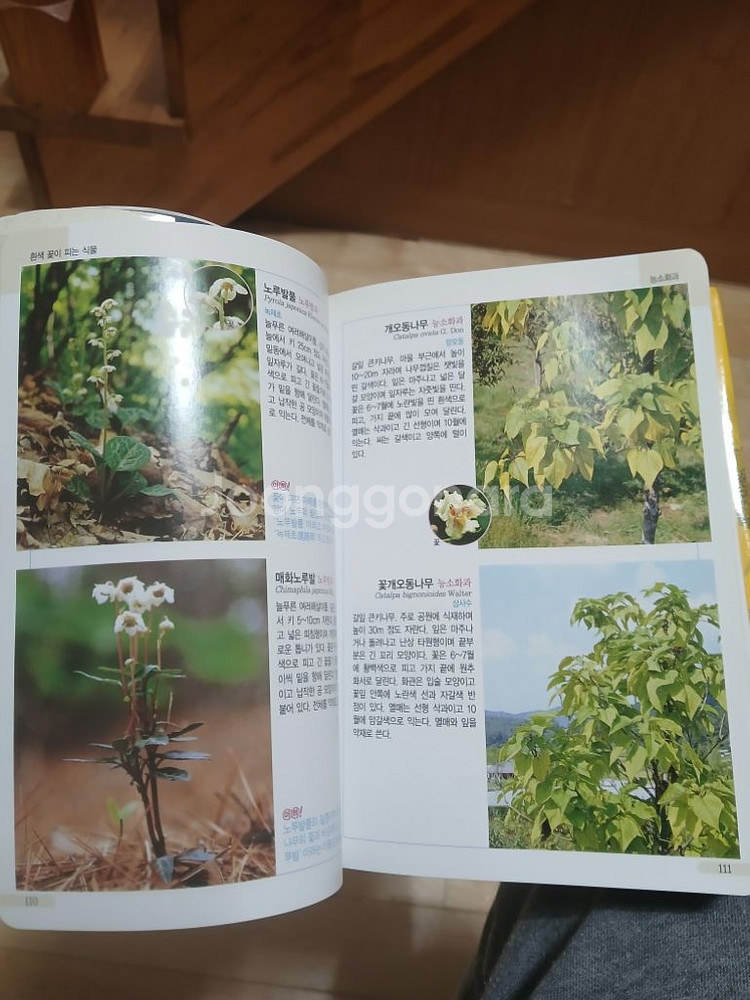 꽃도감(식물도감)--3