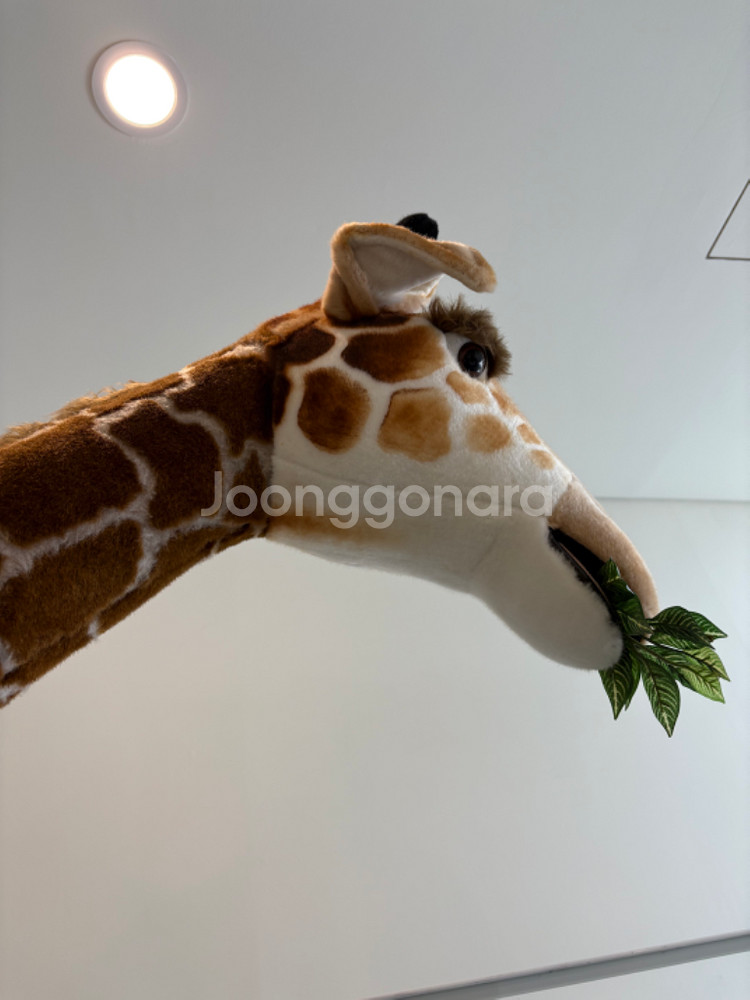 한사토이 2.4m 기린인형--3