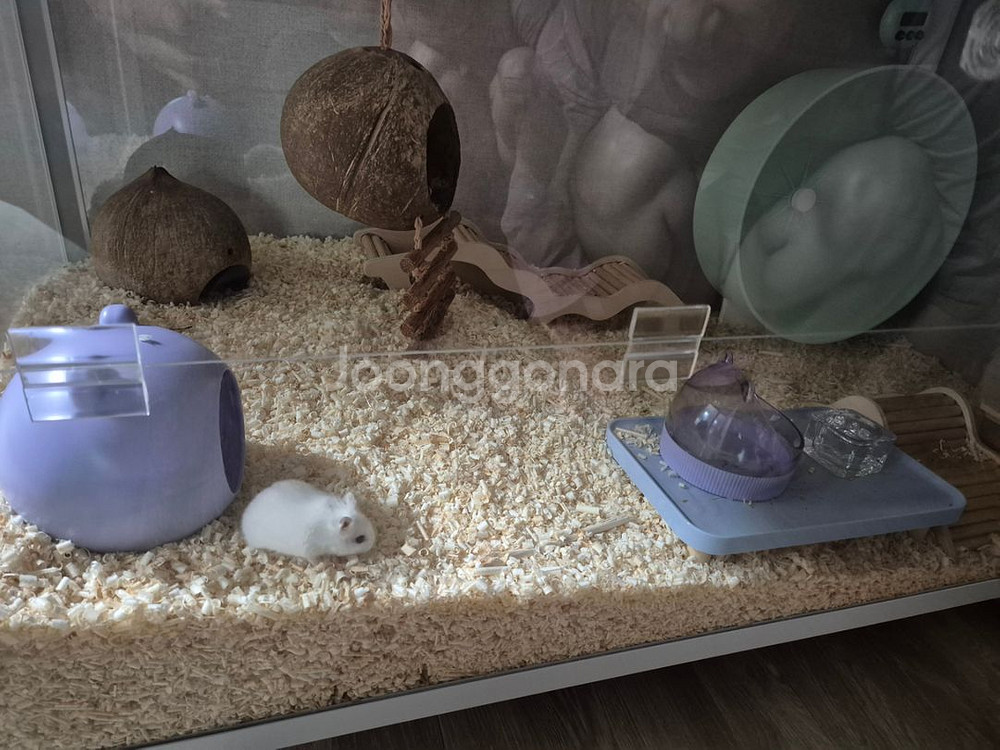 햄스터용품 쳇바퀴 미로룸--9