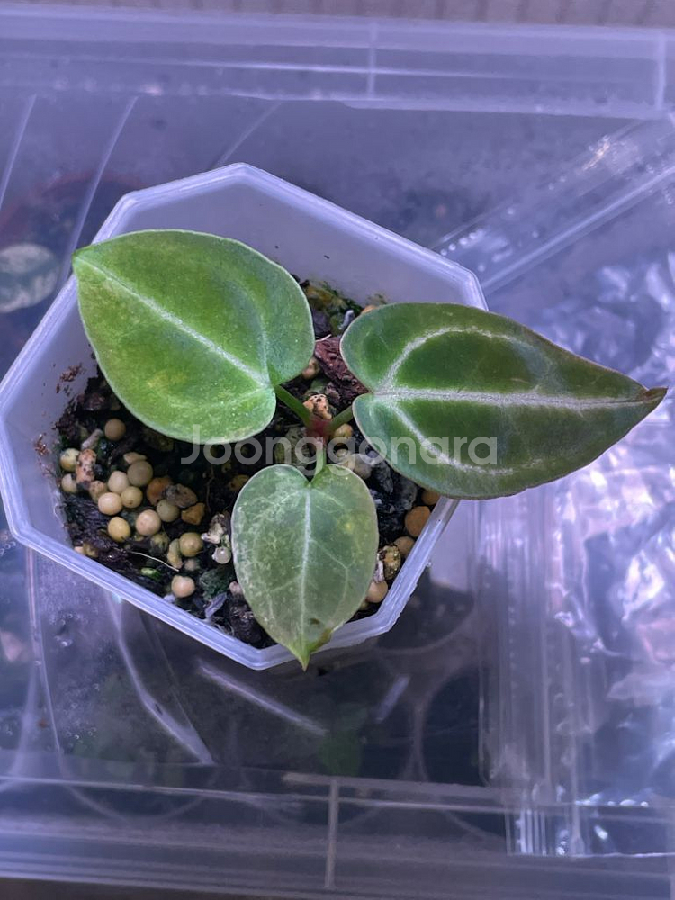 안스리움 레크 하브 바리(클론개체)--0