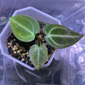 안스리움 레크 하브 바리(클론개체)