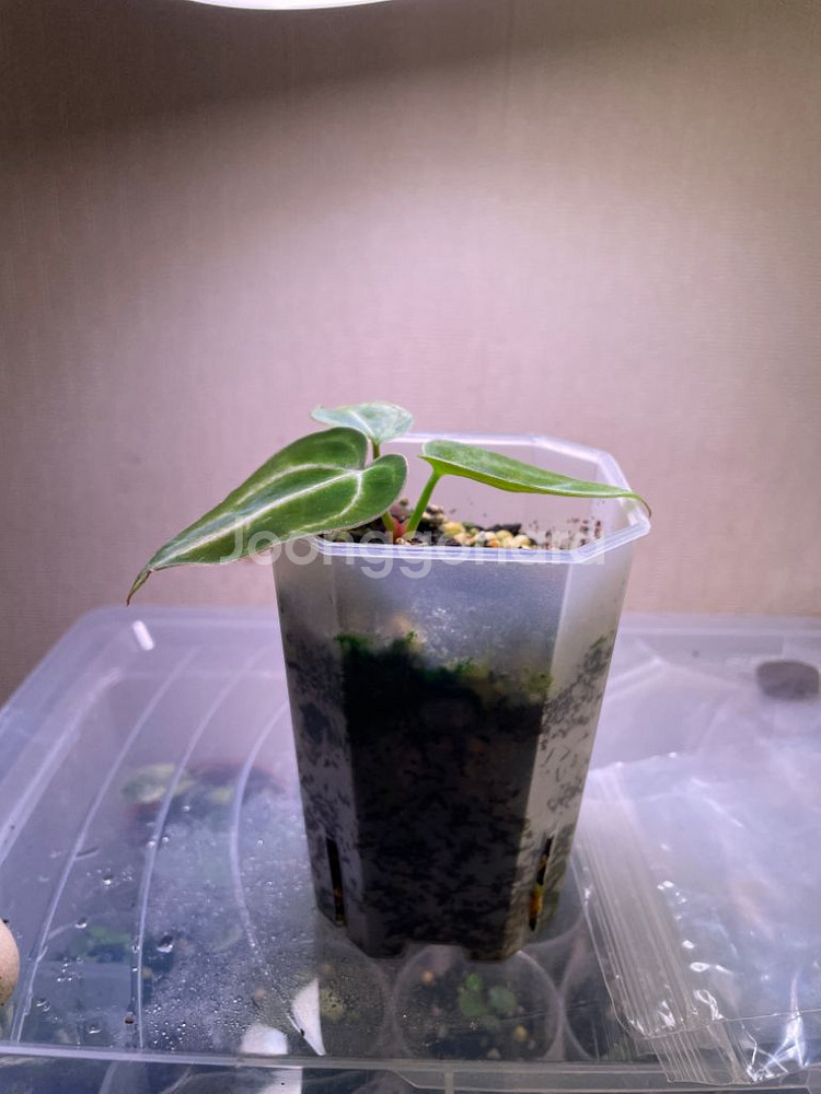 안스리움 레크 하브 바리(클론개체)--3