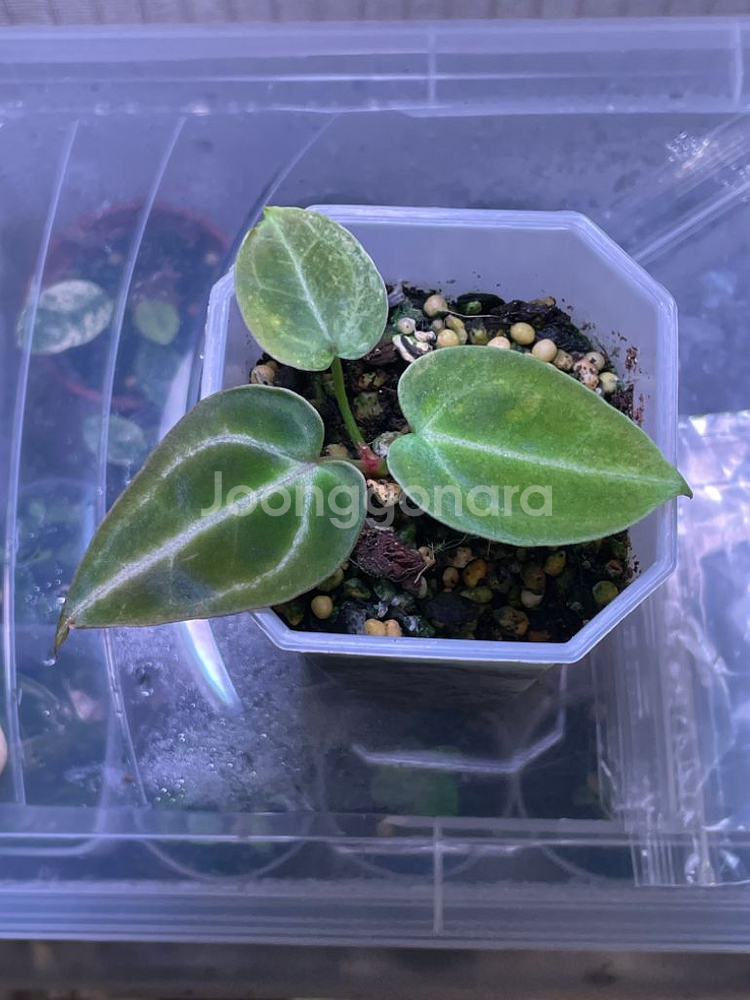 안스리움 레크 하브 바리(클론개체)--1