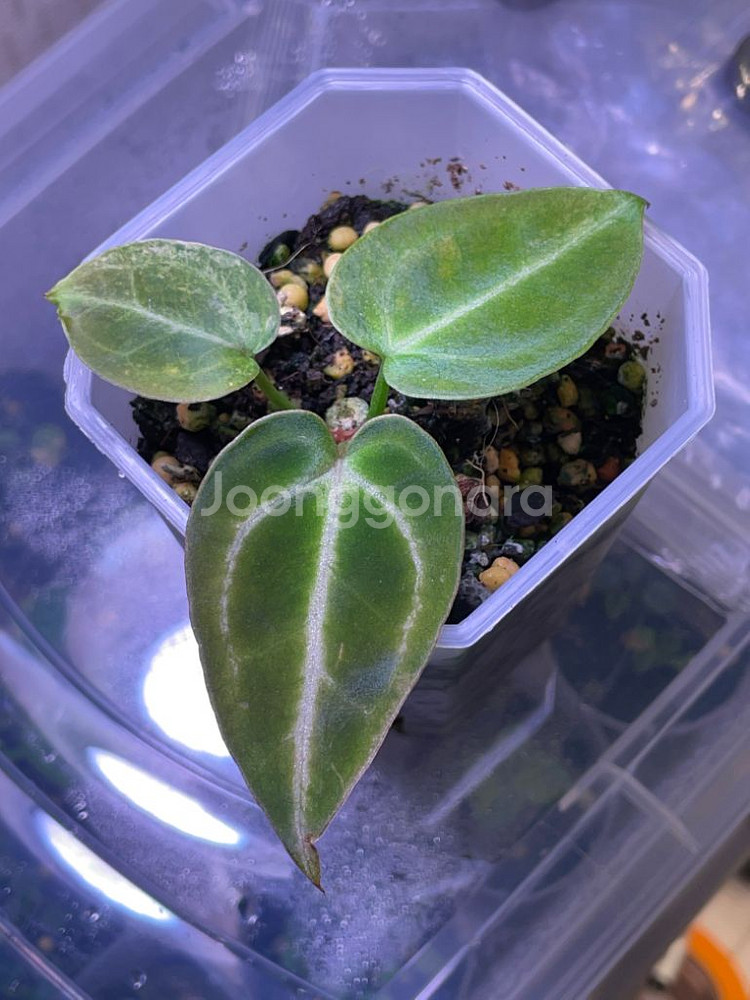 안스리움 레크 하브 바리(클론개체)--2