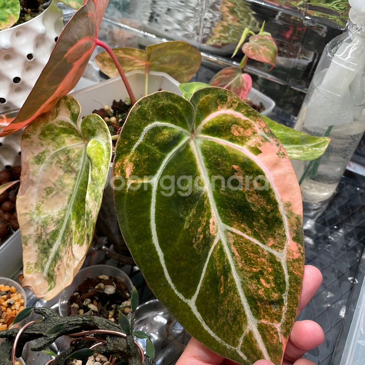 안스리움 레크 하브 바리(클론개체)--5