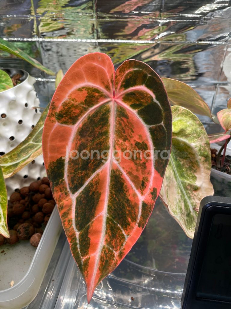 안스리움 레크 하브 바리(클론개체)--4