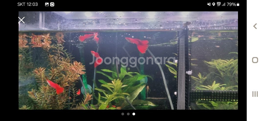 (서산 태안) 알비노풀레드빅도살(알풀)분양합니다--2